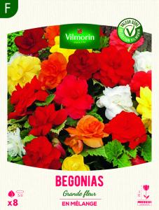Bégonia Grande fleur en mélange